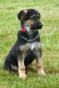 Lovely german Sherpherd Puppy