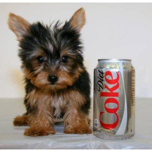 Nice babies face Adorable Teacup Yorkie Puppies