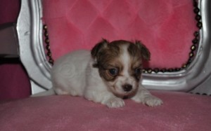 CKC registered Chihuahua puppies