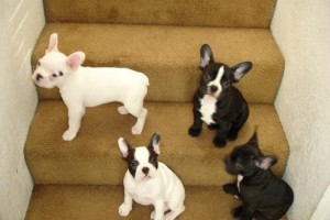 Extra Charming Top Quality Male and Female French Bulldog Puppies For Adoption in a Good Home Now .