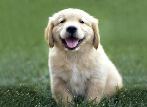 Golden retriever puppies available for good loving families