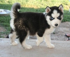 Charming And Amazing Male And Female Blue Eyes Siberian Husky Puppies For Sale Now Ready Available.