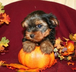 Merry Yorkie Puppies