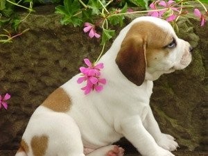 Beautiful English Bulldog puppies For Adoption