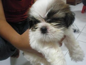 Lovely male and female Shih Tzu puppies for Re-homing!