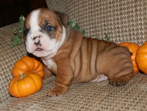 champion line akc English bulldog puppies $2500.00 neg