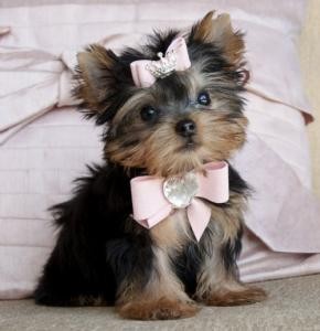 Lovely yorkie