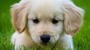 Awesome golden retriever  dogs