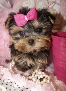 Precious Yorkie Puppies