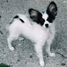 Affectionate Papillon puppies For Adoption