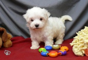 Lovely Maltese Puppies For Adoption.