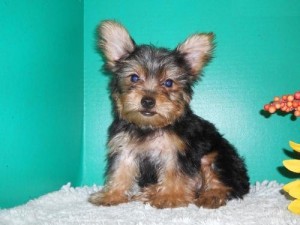 Best of Yorkie Puppies