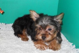 El MagnificentYorkie Puppies