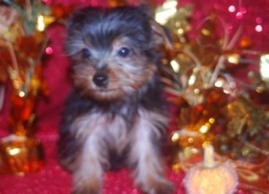 Welcoming Yorkie Puppies