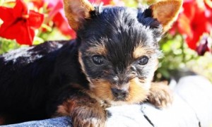 Romantic Yorkie Puppies