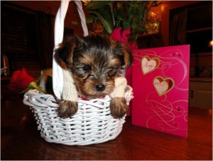 AKC Teacup Yorkie