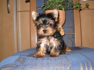 BEATIFUL YORKSHIRE TERRIER PUPPIES (RICC)