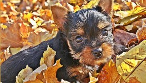 Exquisite Yorkie Puppies