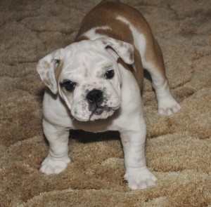 A KC Registered English Bulldog puppies