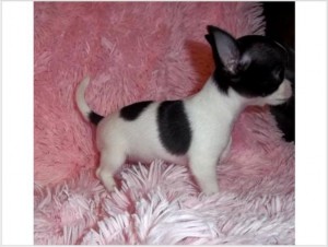 Adorable A KC Registered lovely T CUP chihuahua puppies