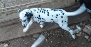 Beautiful A KC registered Dalmatian puppies