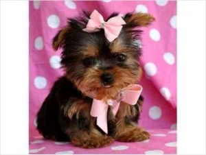 Healthy And Adorable Yorkie Puppies