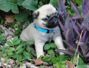 Charming And Amazing Male And Female Pug Puppies For Sale Now Ready Available.