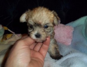 Astute Yorkie Puppies