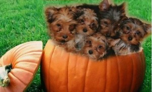 Competent Yorkie Puppies