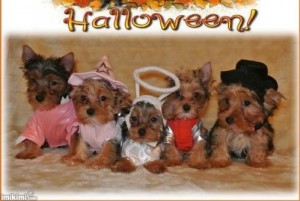 Gifted Yorkie Puppies