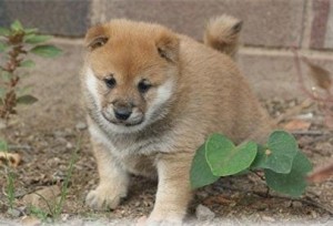 Authentic Shiba Inu Puppies READY FOR ADOPTION