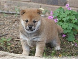 Inspirational Shiba Inu Puppies READY FOR ADOPTION