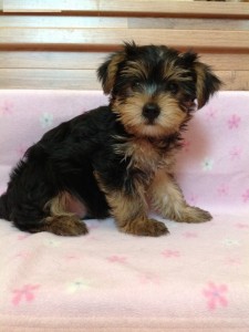 Yorshire Terrier Puppies Now Ready &gt;&gt;&gt;Free Adoption