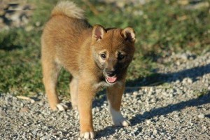 Controversial Shiba Inu Puppies READY FOR ADOPTION