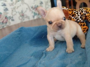 FREE FREE !!Adoption French bulldogs PUPPIES