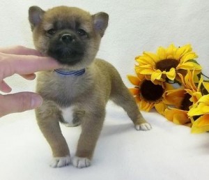 Satiric Shiba Inu Puppies READY FOR ADOPTION