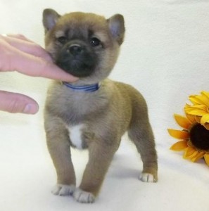 Naturalistic Shiba Inu Puppies READY FOR ADOPTION