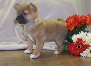 Scholarly Shiba Inu Puppies READY FOR ADOPTION