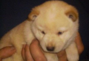 Objective Shiba Inu Puppies READY FOR ADOPTION