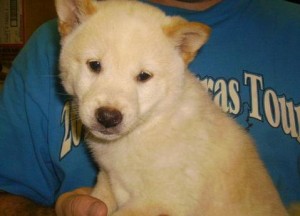 Esoteric Shiba Inu Puppies READY FOR ADOPTION