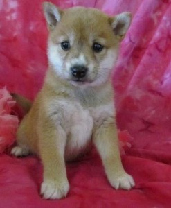 Orthodox Shiba Inu Puppies READY FOR ADOPTION