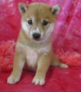 Philosophic Shiba Inu Puppies READY FOR ADOPTION