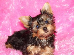 AKC T-Cup Full Parti Yorkie puppies for adoption