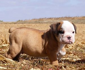 GORGEOUS AND CHARMING ENGLISH BULLDOG PUPPIES FOR FREE ADOPTION