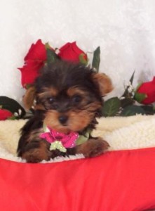 XMAS BABY FACE YORKIE FOR READY FOR ADOPTION