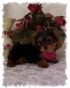 XMAS BABY FACE YORKIE FOR READY FOR ADOPTION