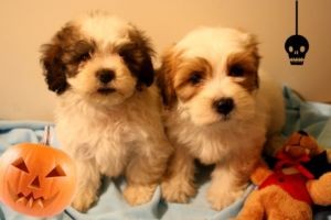 House train shih tzu  puppies for sell pls text  ((587)773-4901)