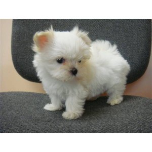 Awesome Maltese Puppy / 12 weeks old.