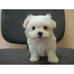 Maltese puppy ready to go