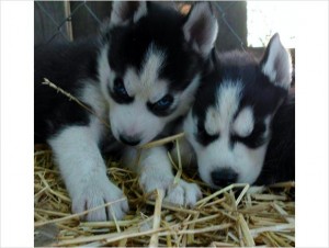 two blue eyes siberian husky pls text me @ 4134892502